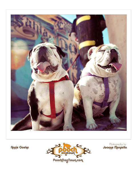 Pooch DogTown Pooch DogTown